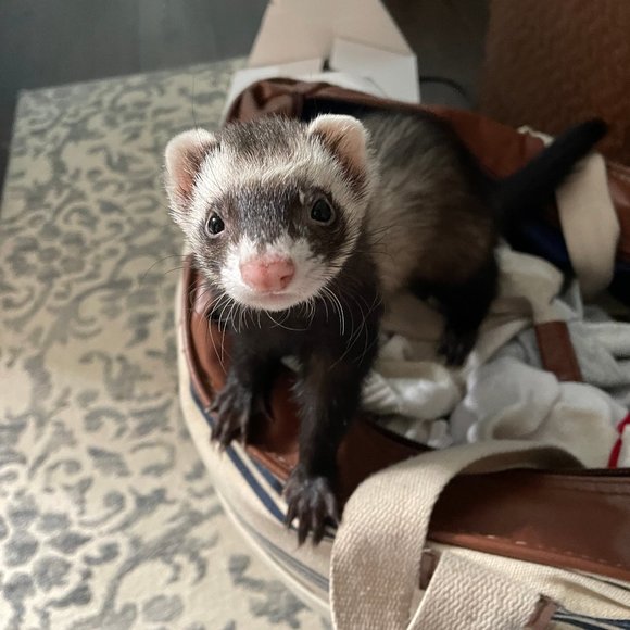 Meet your Posher, Tracy - Picture 5 of 16